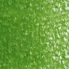 Holbein Artist Colored Pencil - Sap Green OP262