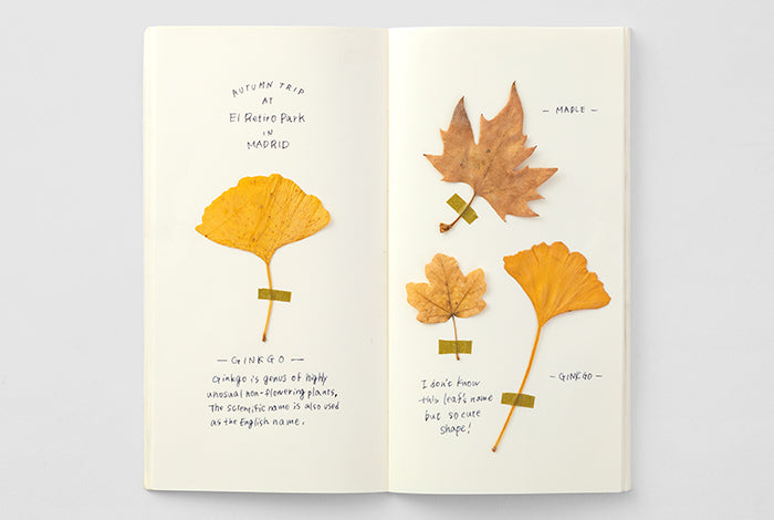 025 Regular Size - MD Paper Cream