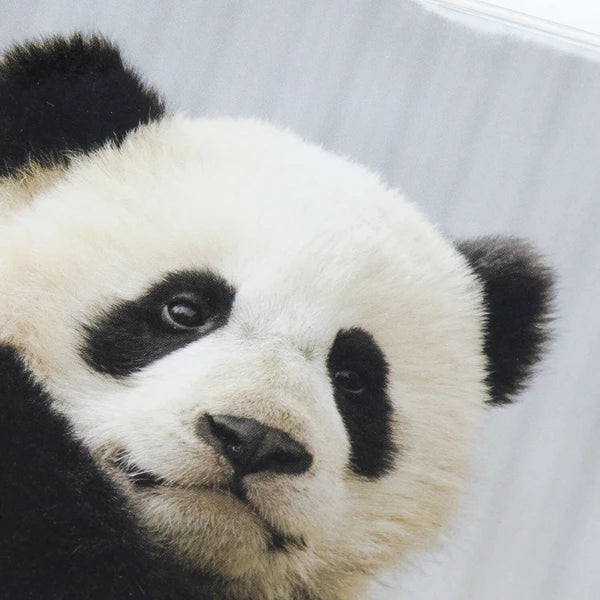 Panda dagbók 2027 (B6)