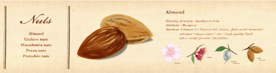 mt skrautlímband - fróðleikur um hnetur [30mm x 7m]